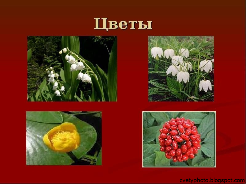5 растений россии. Растения из красной книги. Цветы красной книги. Растения занесенные в красную. Растения которые занесены в красную.