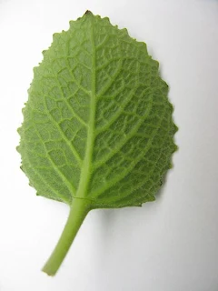 Ova Leaf 3D Image