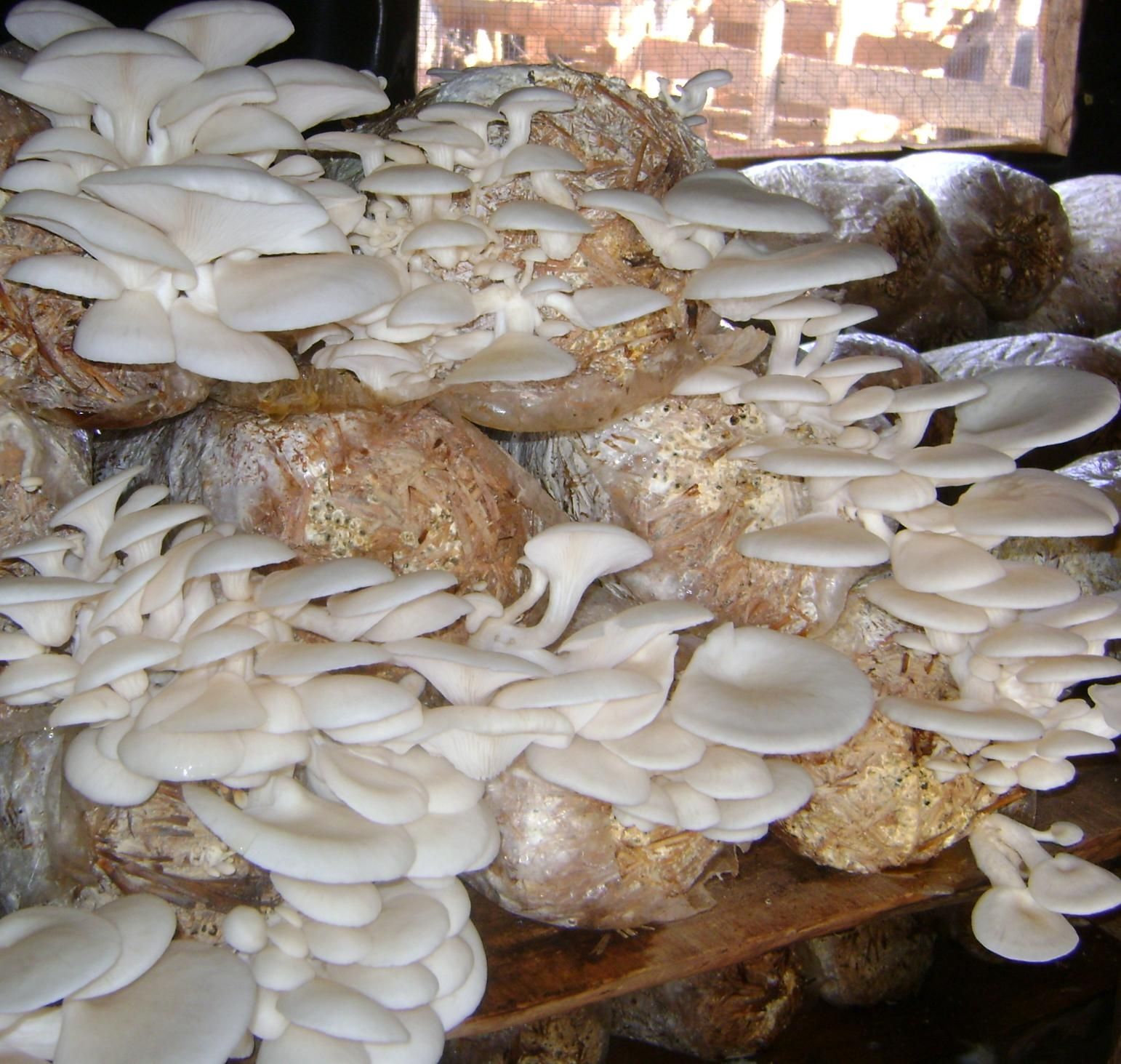 Oyster mushroom cultivation training in Saudi Arabia Mushroom