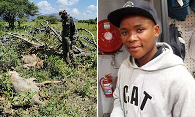 Oh no! 27-year-old Park Ranger eaten alive by two lions in South africa