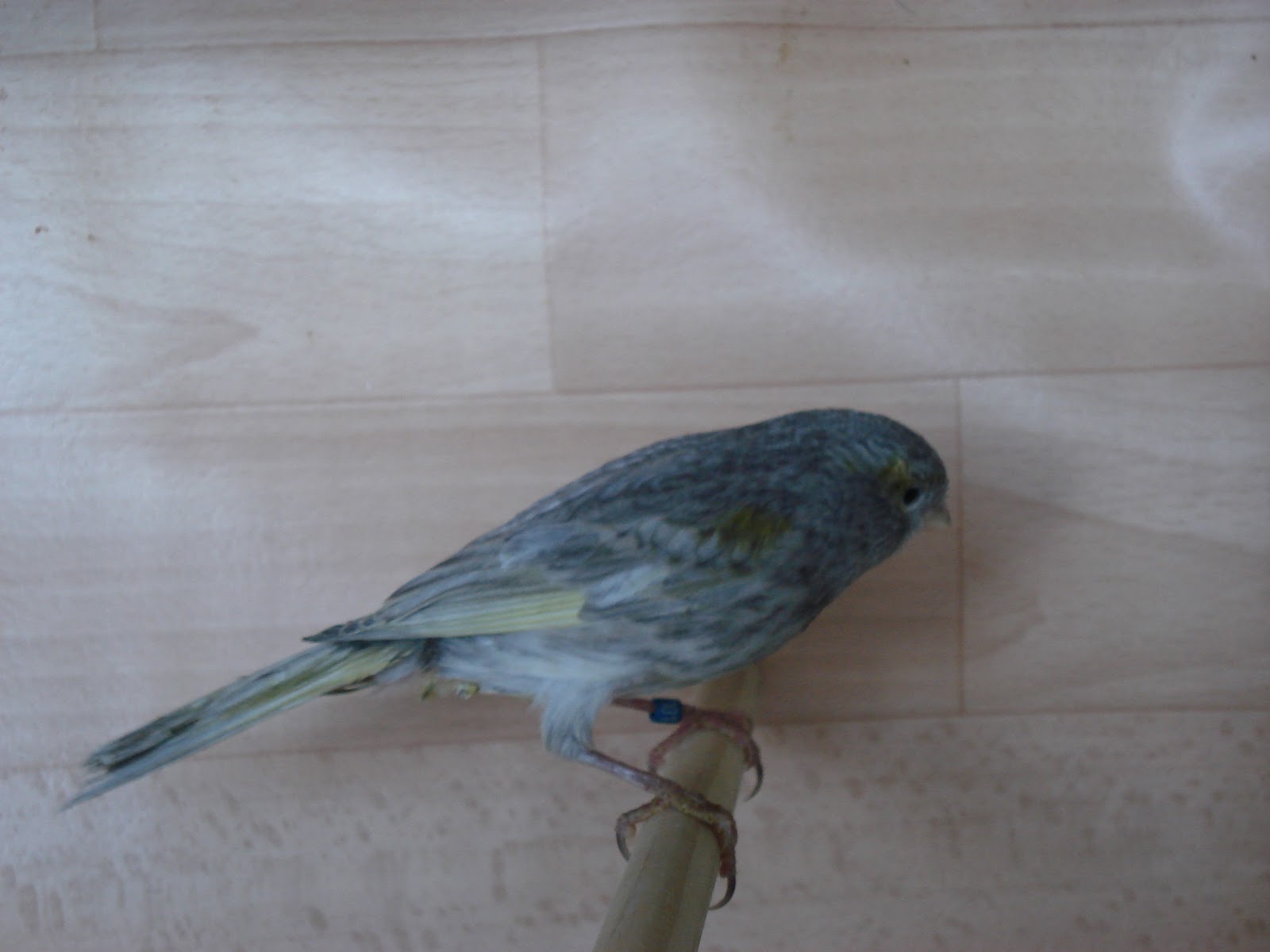 CANARI AGATE EUMO MOSAIQUE ROUGE