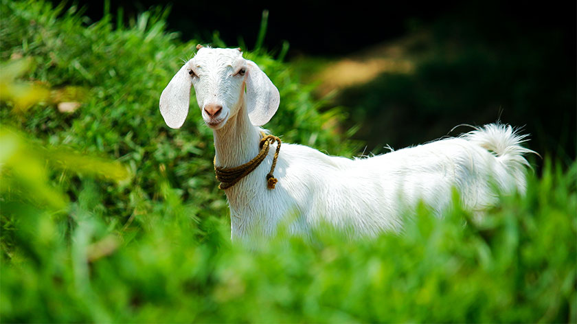 goat, goats, goat framing, profitable business