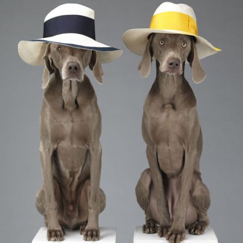 Rick Steves Best of the Alps