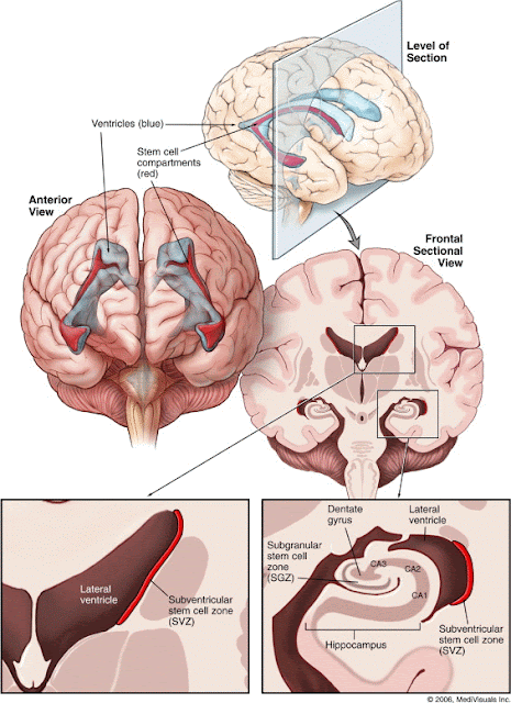 図１　神経幹細胞が生まれている場所 　脳室外壁と海馬歯状回