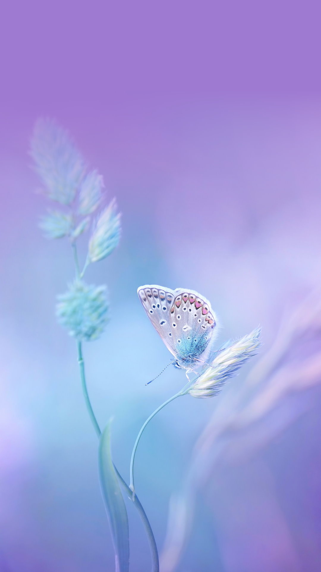 Wallpapers iPhone 8 Plus Pack 8