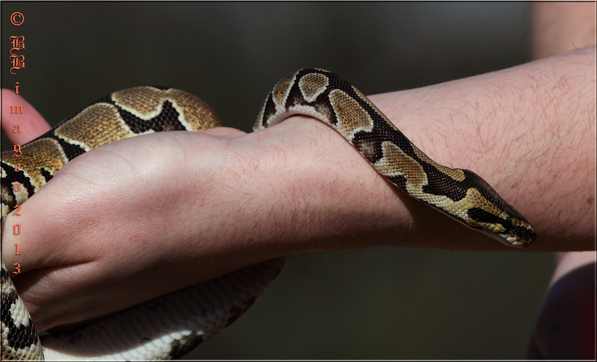 What Does A Baby Python Look Like? – NEBD