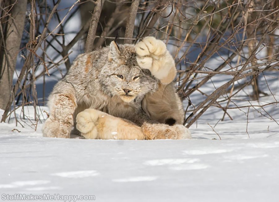 Canadian lynx