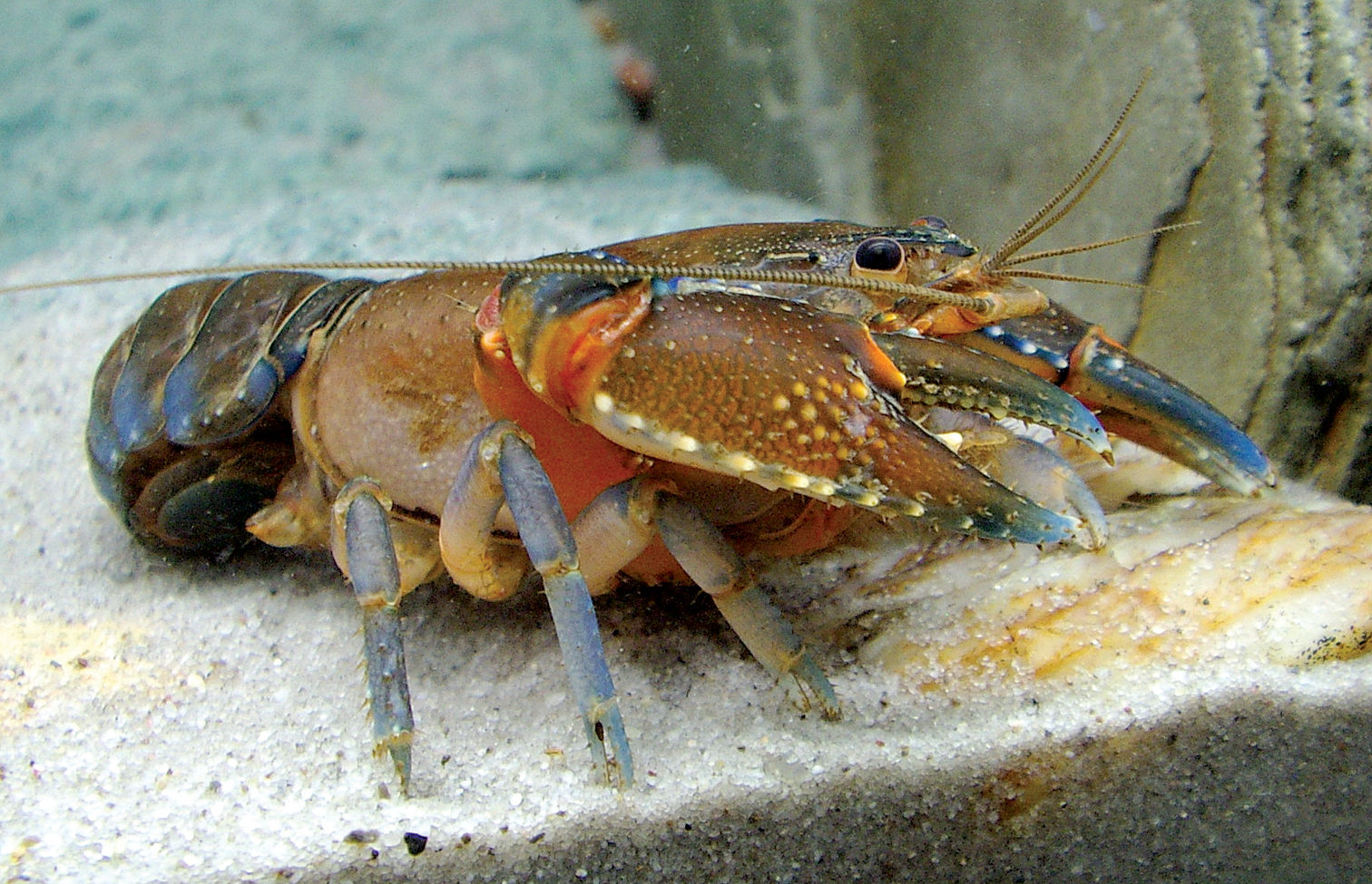 Cara Budidaya Lobster Air Tawar Habitat dan Penyebaran Lobster Air Tawar