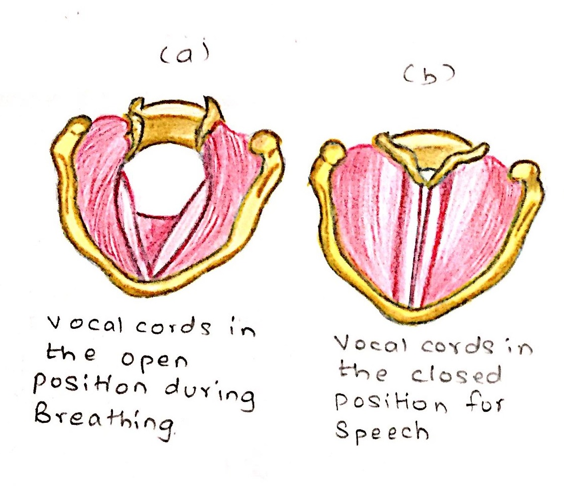 Music 2 ESO 4.1. Voice and its classification