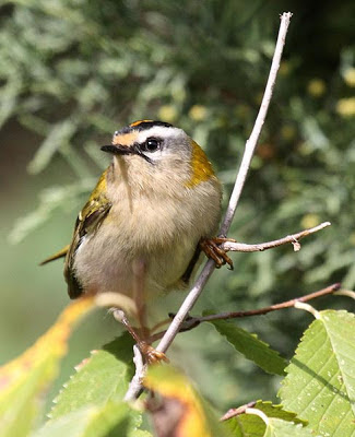 Reyezuelo listado (Regulus ignicapillus)