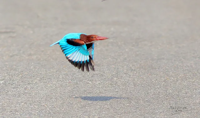 Low flying White-throated Kingfisher