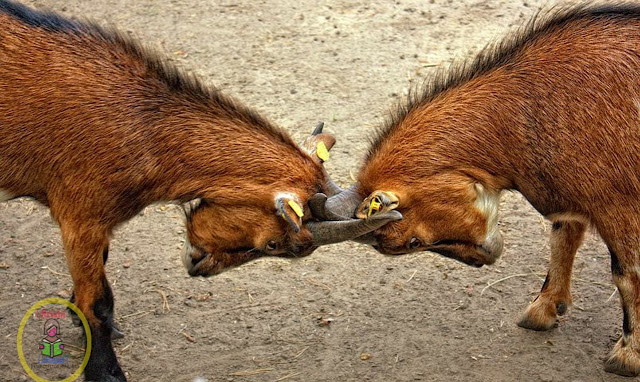 Nepalma Paline Bideshi jatka bakhraharu - Foreign goats raised in Nepal