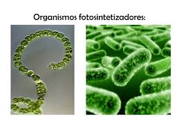 Organismos fotosintetizadores