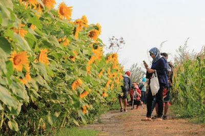 Pesona Hamparan Bunga Matahari di Bantul www.guntara.com Pesona Hamparan Bunga Matahari di Bantul www.guntara.com