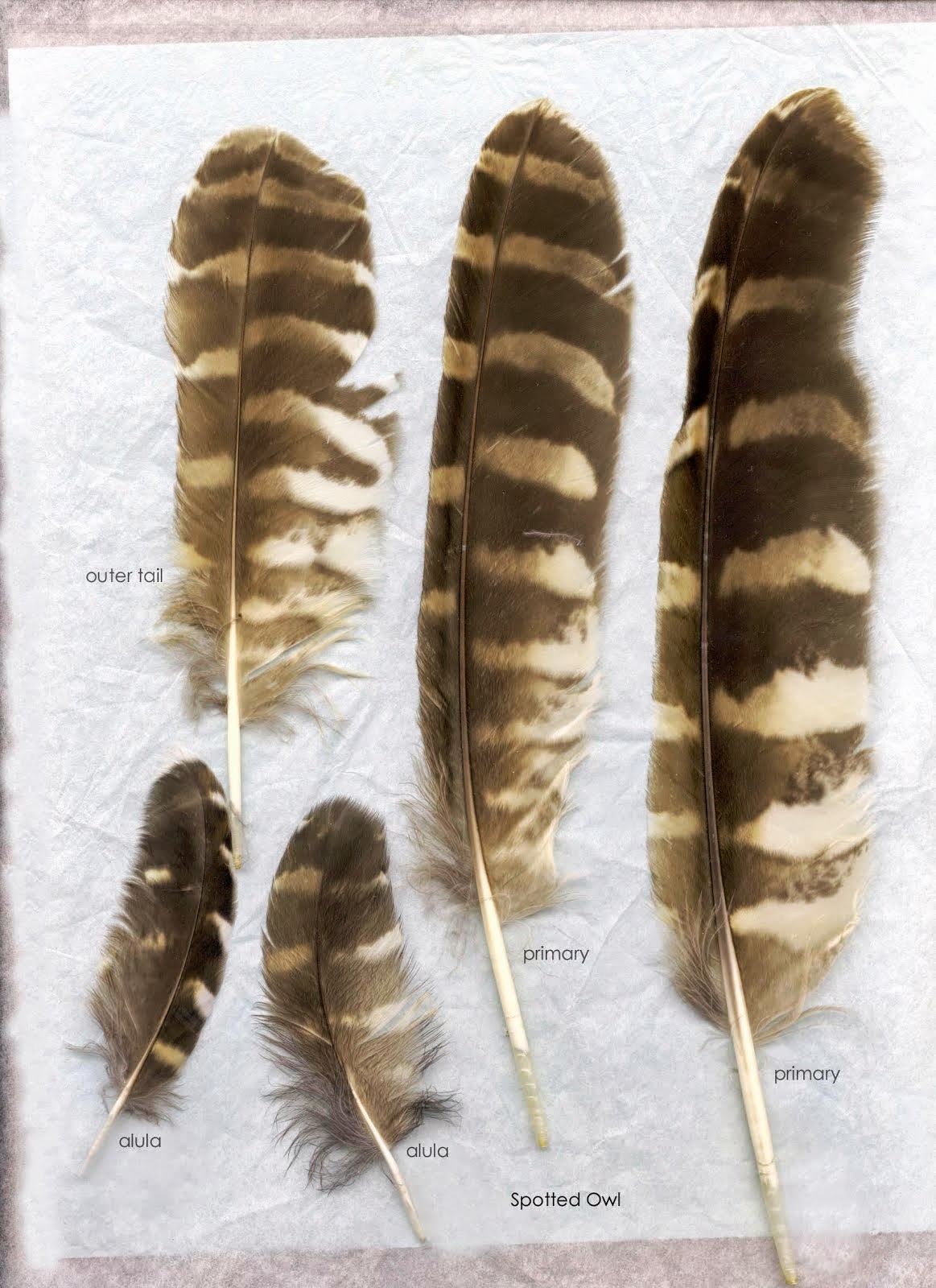 Owl Feathers