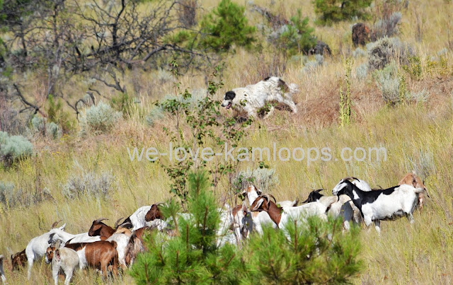 The Great Pyrenees at work keeping the herd together