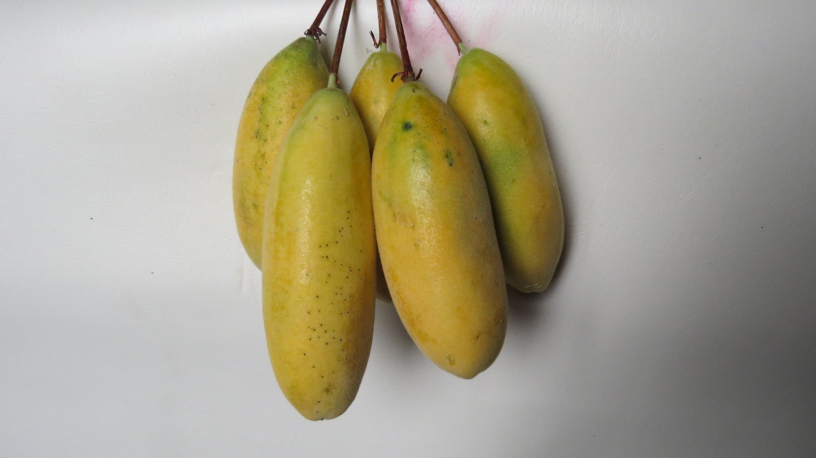 Plantas Medicinales del Perú 🌻🌻 Planta de tumbo y su deliciosa fruta