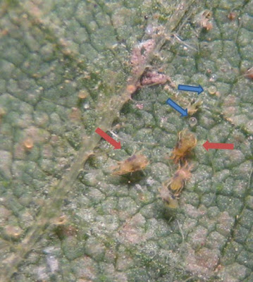 Two-spotted spider mites and eggs on a soybean leaf
