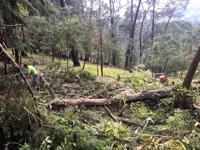 Por saneamiento, derriban árboles afectados por gusano descortezador en Pátzcuaro