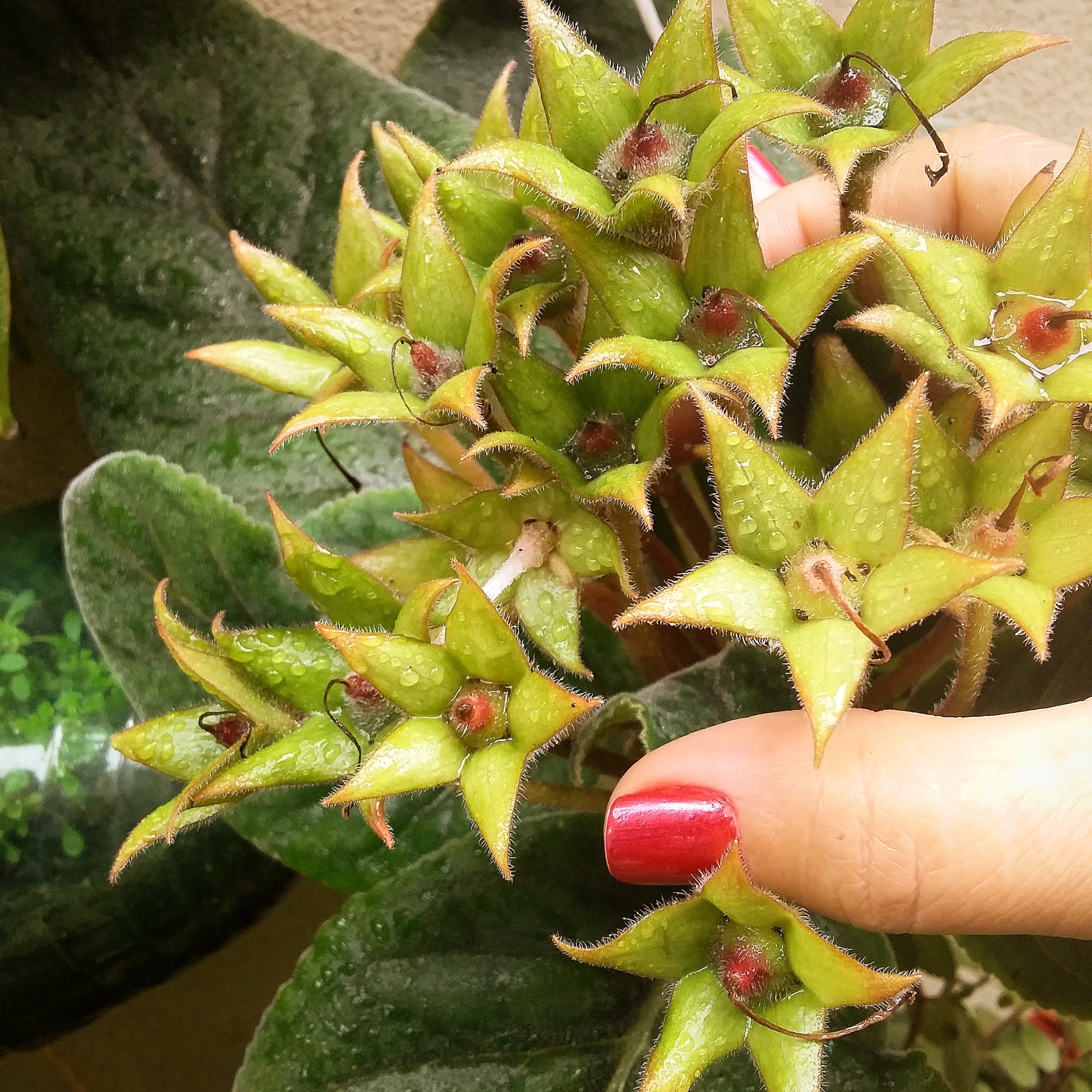 A DAMA DA NOITE - epiphyllum oxypetalum, 20 dias aproximada…