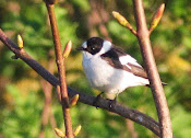 Collared Flycatcher