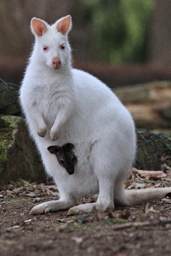 Albino Vs Melanistik