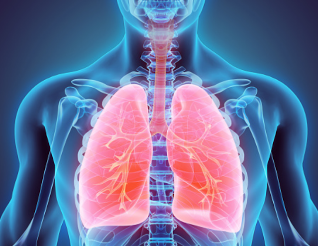 Sistem Pernapasan dan Proses Pernapasan Dalam Tubuh