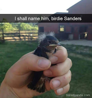 I shall name him Birdie Sanders