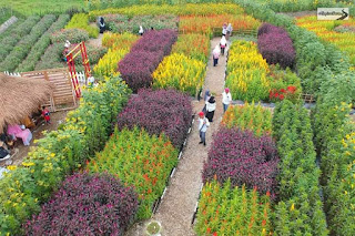Lokasi taman bunga shinta di Pabuaran Serang Banten