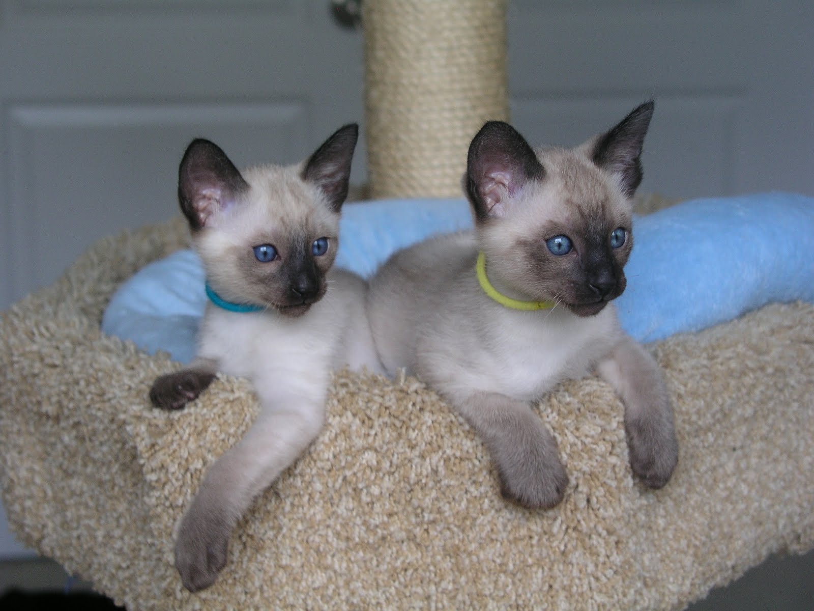 Carolina Blues Cattery Siamese kittens for sale from Carolina Blues