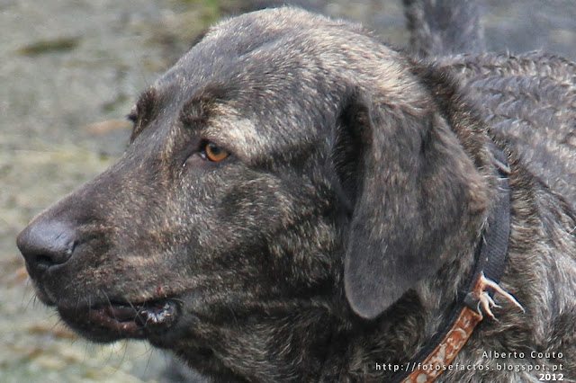 Cão Castro Laboreiro - Gerês-http://fotosefactos.blogspot.com