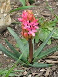 The fragrant Hyacinth