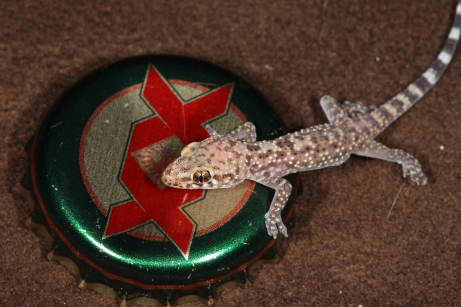 JaredDavidsonPhotography: Baby Mediterranean Gecko