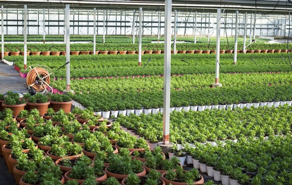 serre commercial comerciales crecen invernadero uttar pradesh commerciële installaties groeien potten betere verbinden