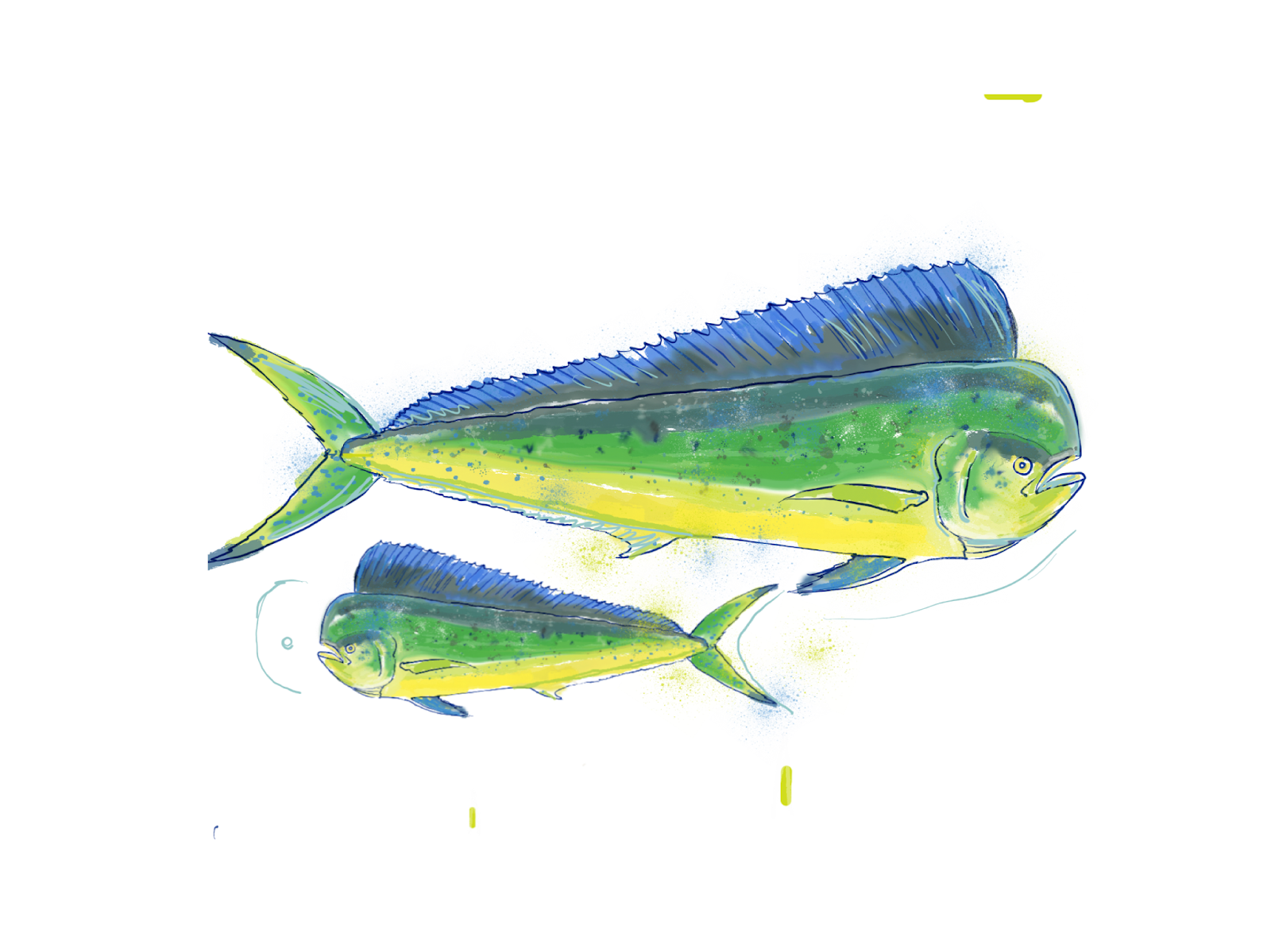Drawing (On) The World: Mahi Mahi, Dorado, Dolphin Fish