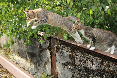 alt="gata saltando al vacio con gatito mirando"