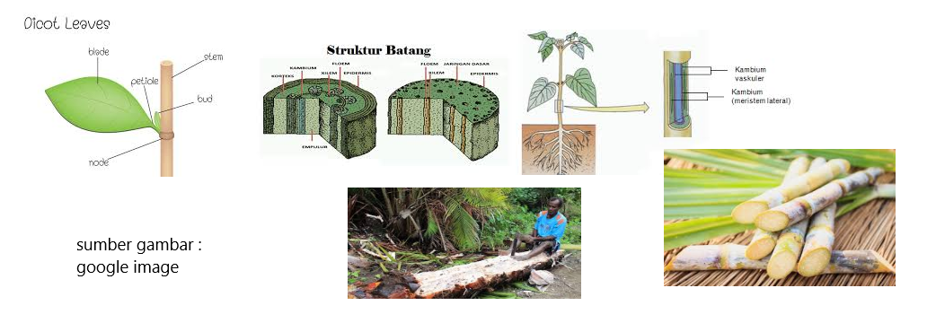 Fungsi Bagian Tubuh Tumbuhan dan Hewan - Cahaya Mentari