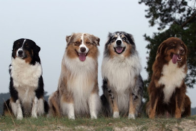 Aussie Shepherd colours