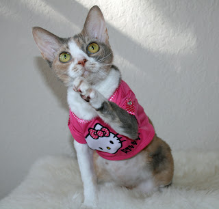 Pet cat wearing Hello Kitty clothes