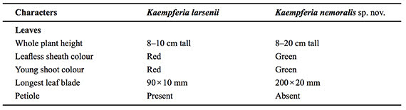 Comparison of the vegetative parts of Kaempferia larsenii Sirirugsa and Kaempferia nemoralis