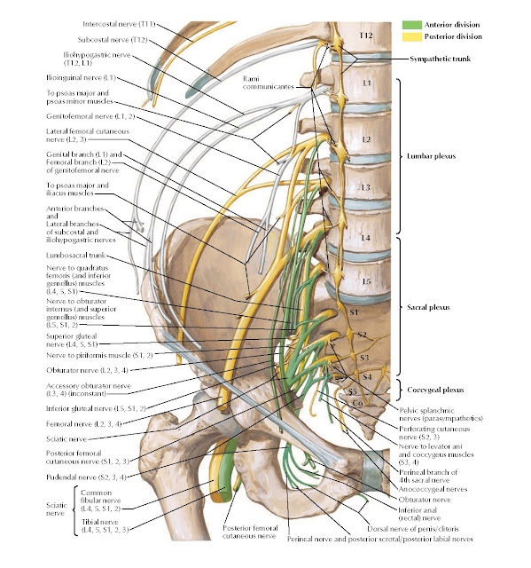 Lumbosacral and Coccygeal Plexuses Anatomy