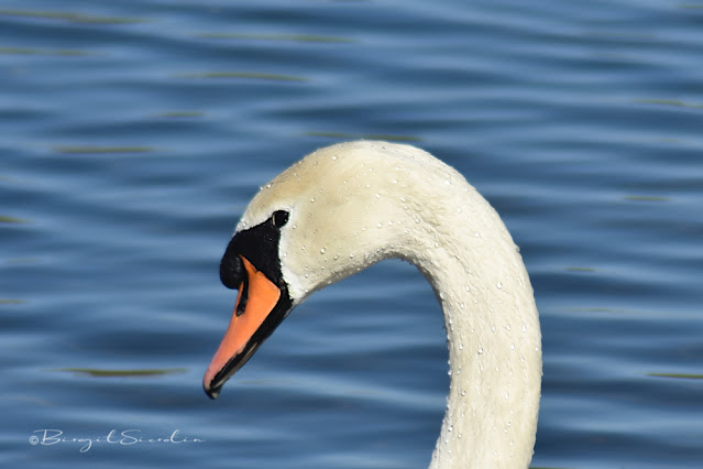 Schwan