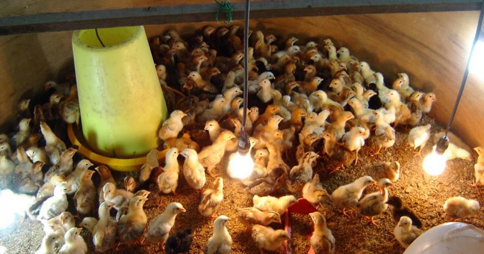 Beberapa Manfaat Pemberian Amoxicillin Pada Ayam Bangkok Ayam Bangkok