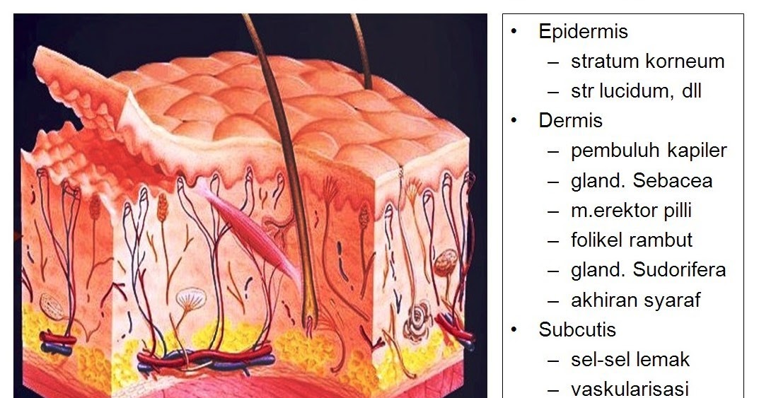 Dokterkita2 Anatomi Dan Fungsi Kulit Lapisan Lapisan Kulit