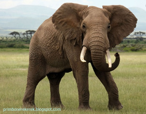 21 Tafsir Mimpi Tentang Hewan Gajah Menurut Primbon Jawa Dan Erek Erek