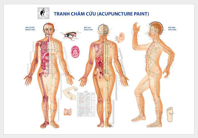 Vị trí huyệt a thị huyệt