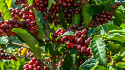 penjelasan tentang kopi arabika dan manfaatnya