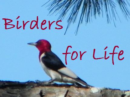 Birders for Life