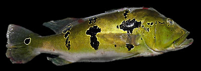 Peacock Bass Jariina