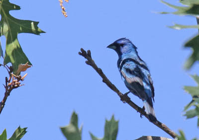 Photo of Indigo Bunting in tree